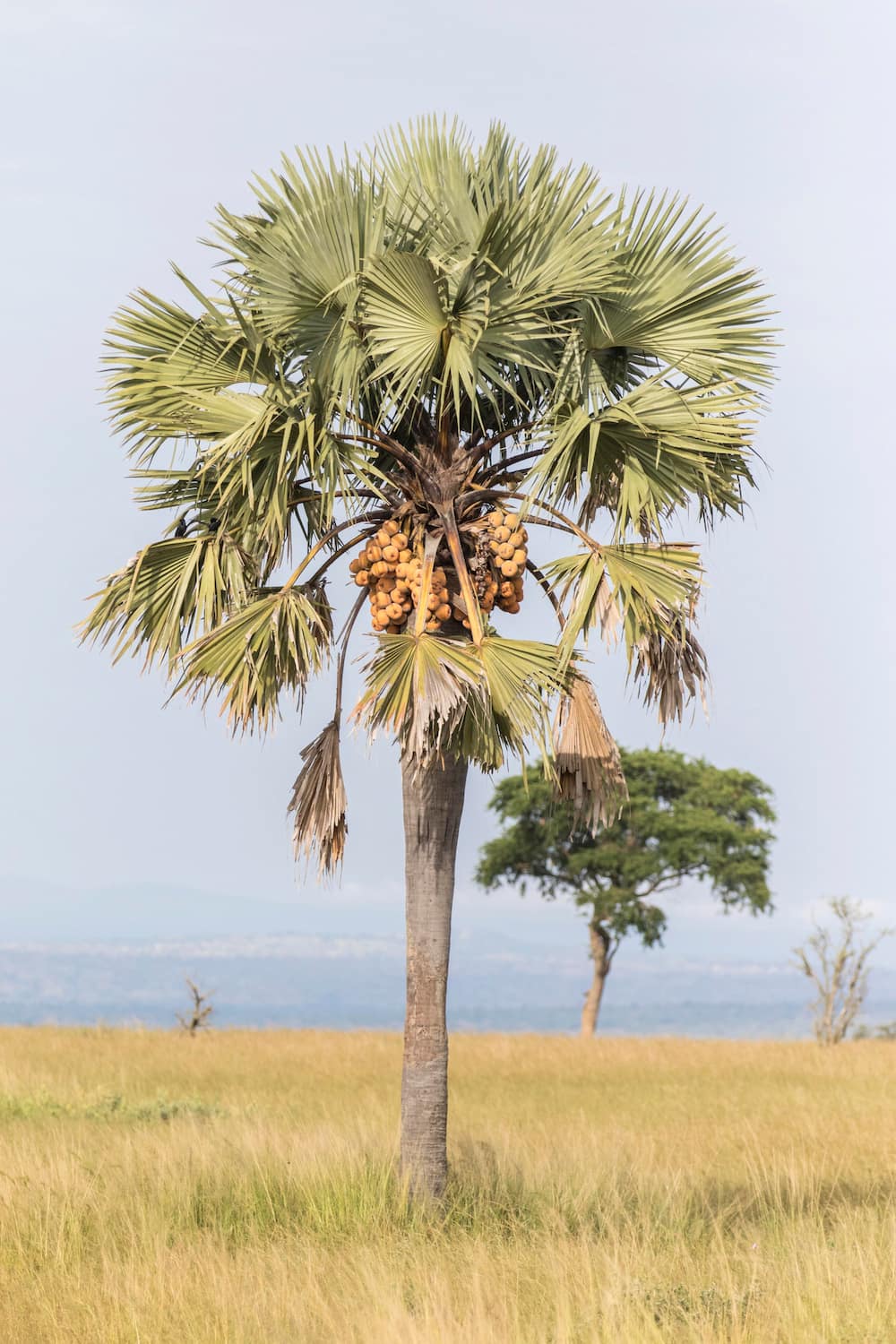 How can I identify my palm tree?