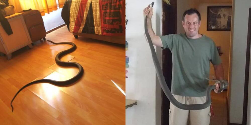 Nick Evans Explains How a Big Black Mamba Scared a Local Family: "A Crazy Sight"