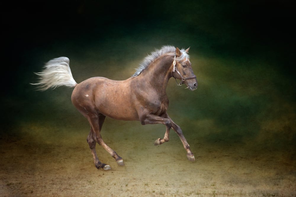 fastest horse in the world 2022