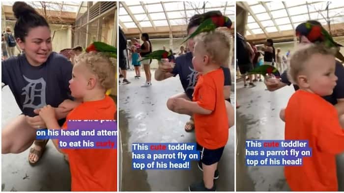 "He stayed calm": Video shows 'bizarre' moment bird flew and perched on a child's head, clip goes viral