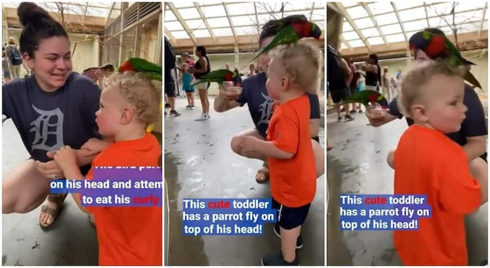 Photo of boy and his mother while bird perches on his head.