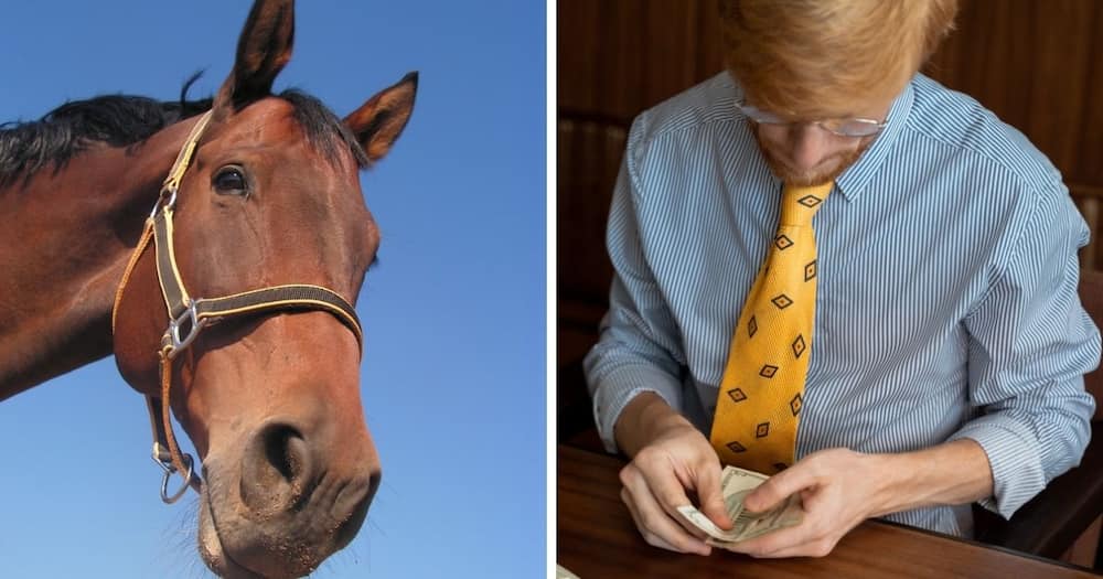 South African man to ask if he can get vehicle finance for a horse