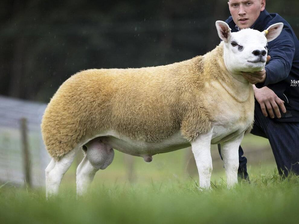 World's most expensive sheep sold at KSh 52 million in auction