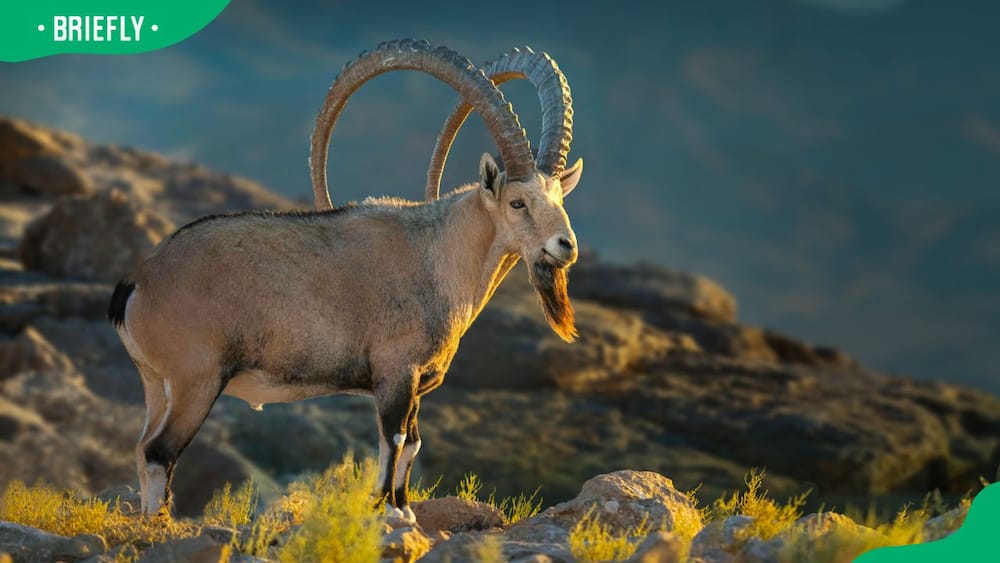 An ibex standing on a rock against mountains