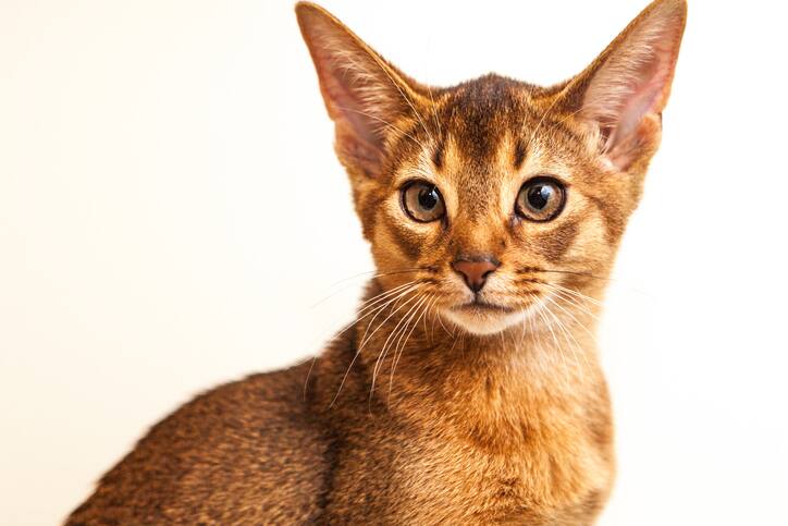 Portrait of a pure breed Abyssinian cat
