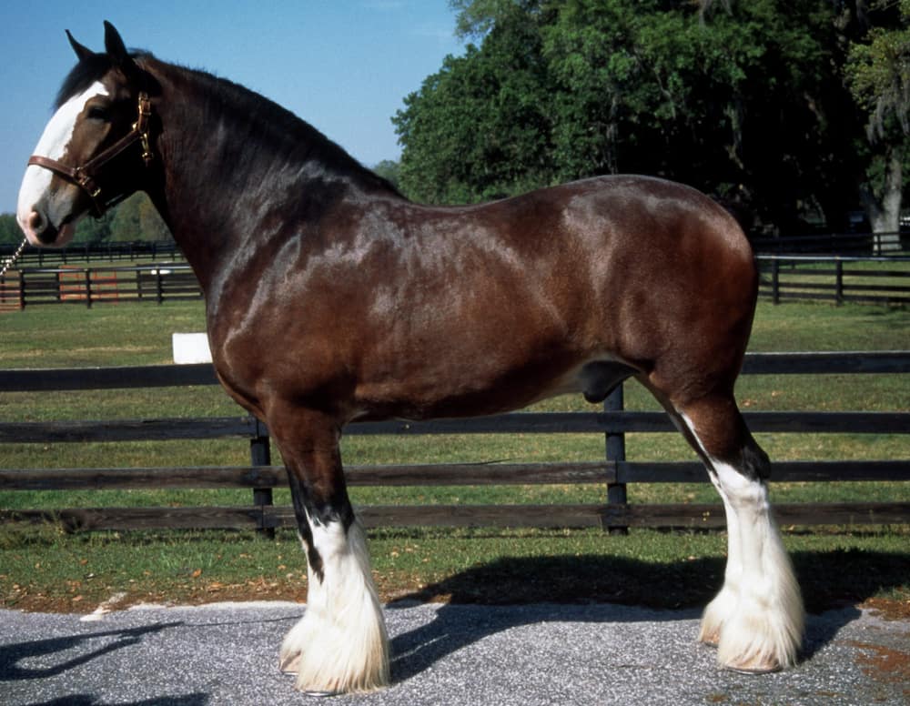 The largest draft horse breed