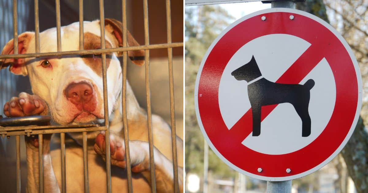 Pit Bull Federation SA Calls By Laws To Regulate Ownership Of   Ae645640f7036a9d 