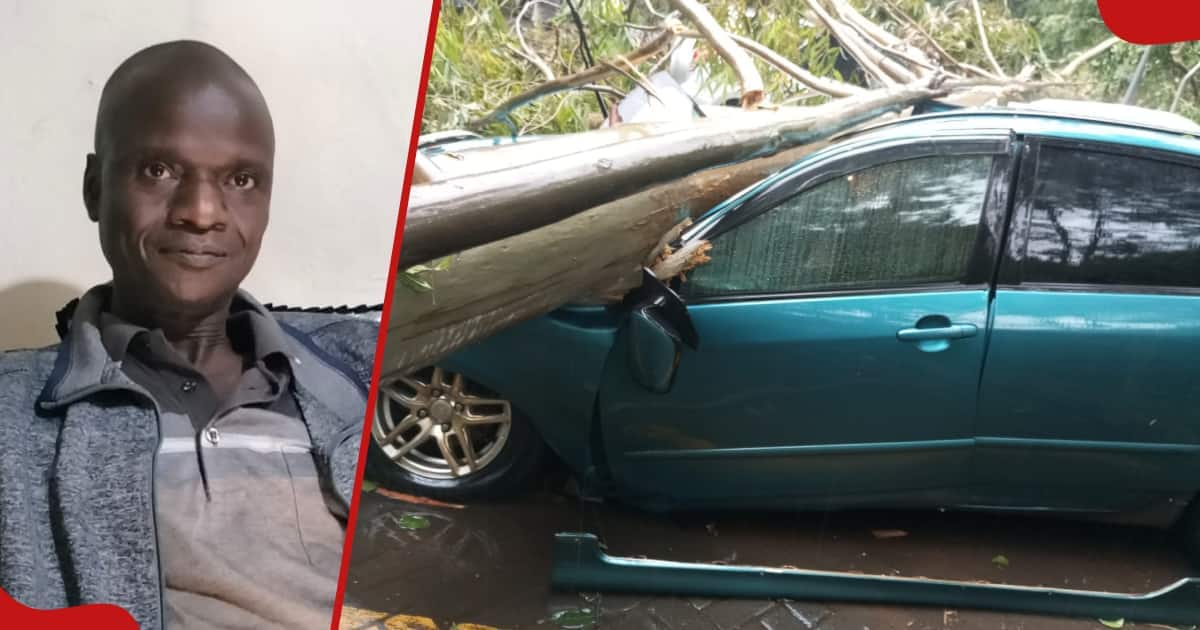 Kenyan man dodges death, huge tree falls onto his parked car before he entered it