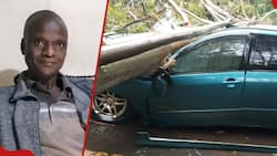 Nairobi man cheats death after huge tree falls on parked car he nearly got into