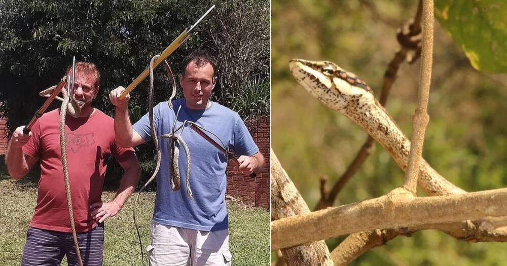 snake, snake catcher, vine snake, durban, nick evans