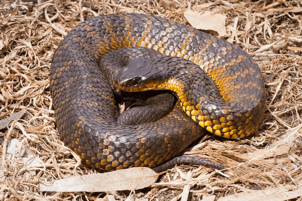Most venomous snake in the world: Top 10 deadliest snakes