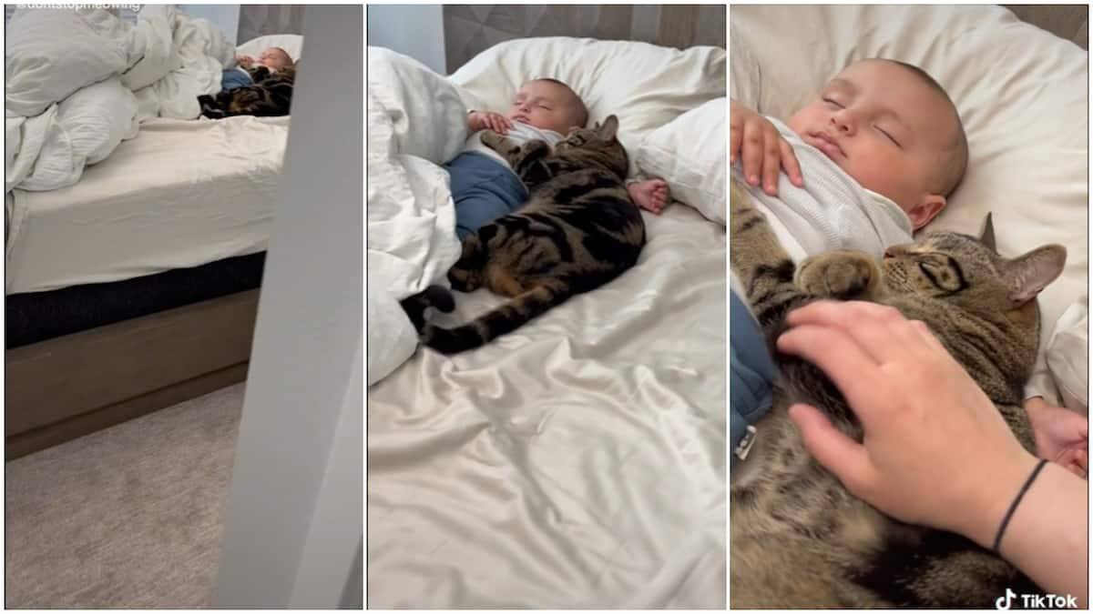 Cat opens clearance door for baby