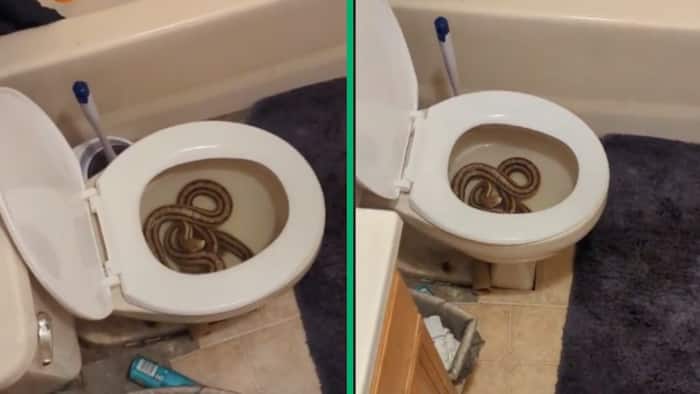 Terrified woman finds snake in toilet, video gets 22 million views: “don’t you look inside?”