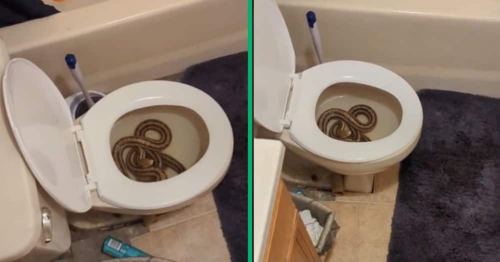 A woman found a snake in a toilet