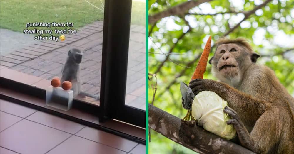 A monkey tries to steal food unsuccessfully, and a monkey with veggies on a tree