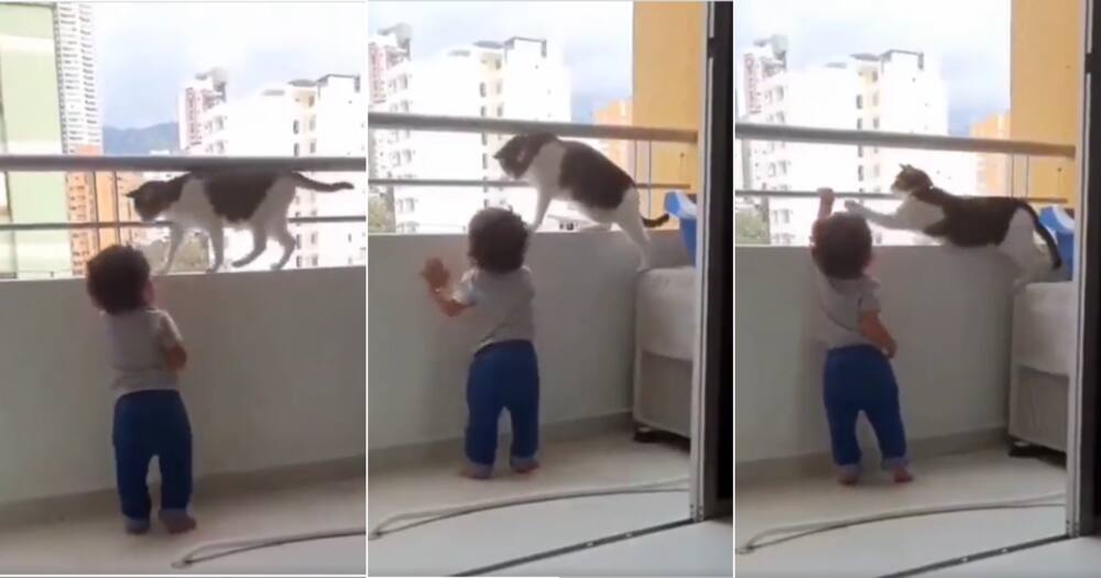 “They’re So Smart”: Video Shows Cat Protecting Baby From a Dangerous Ledge