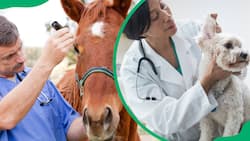 Veterinarian salary in South Africa: Here's how much they earn (2024)