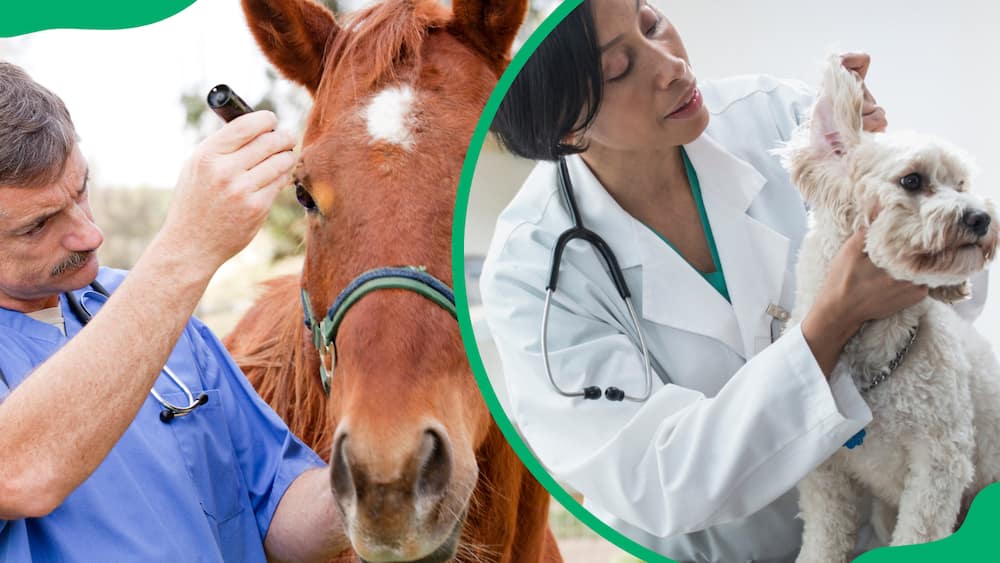 Veterinarian salary in South Africa