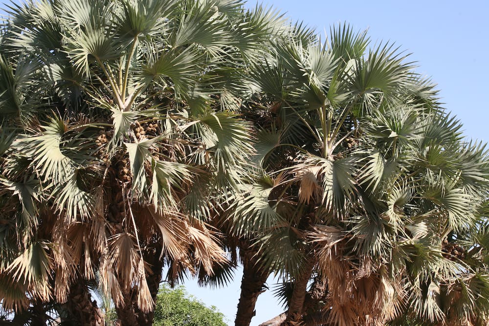 Lala palm tree