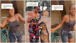"Nice couple": Video of lady dancing with goat dressed in fine shirt trends online, Nigerians react