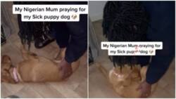 You're healed in Jesus' name: Mother prays for sick dog in viral video, stirs reactions