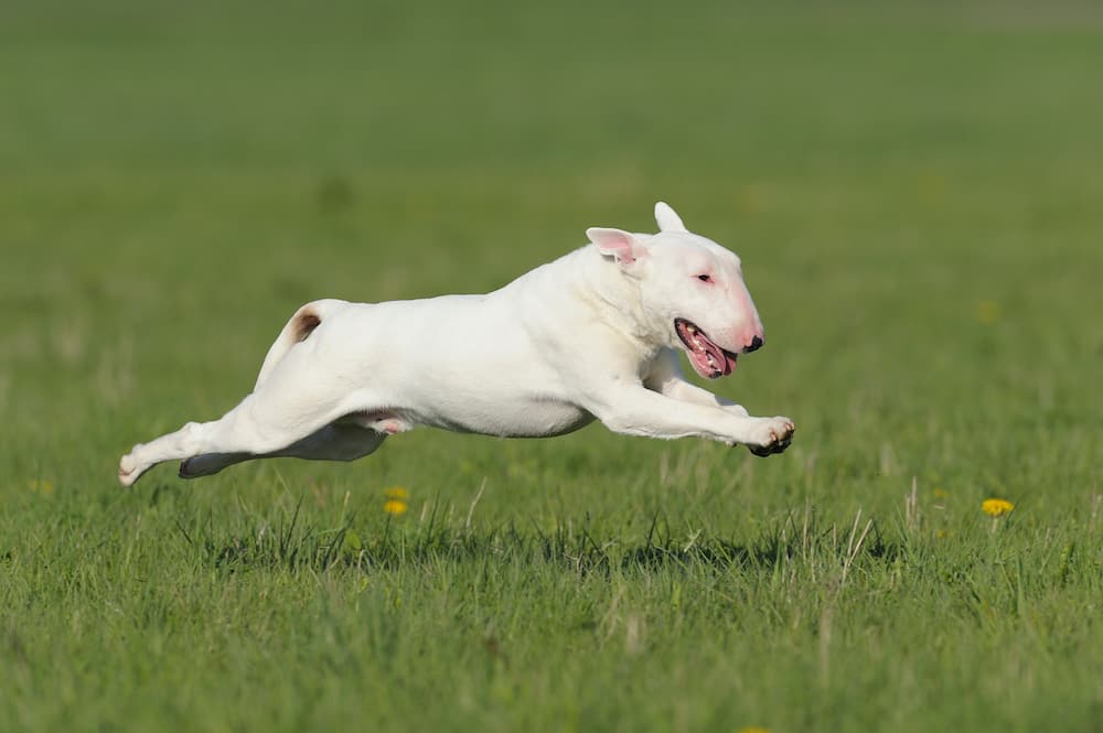 A white English Bull Terrier