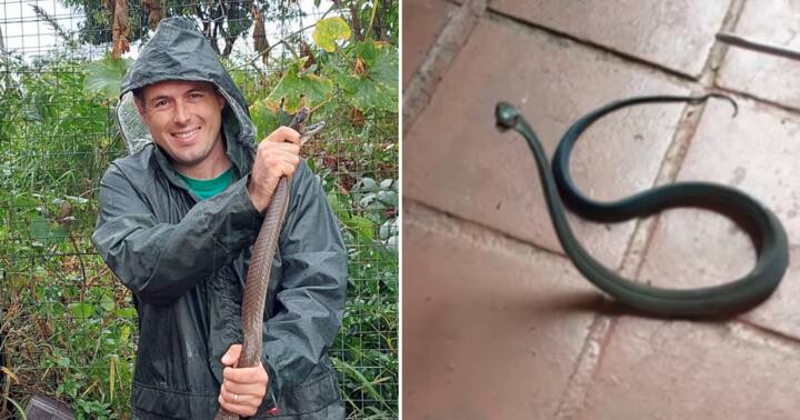 Snake Catcher Nick Evans Shares Video of Feisty Baby Black Mamba, Calls ...