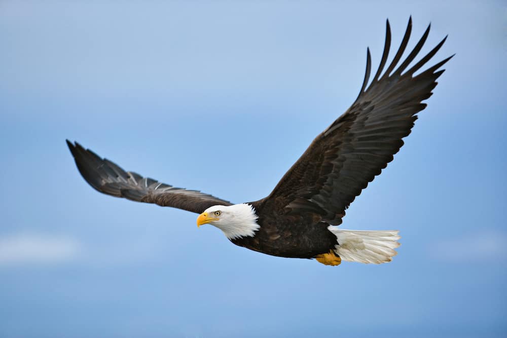 Bald eagle in flight.