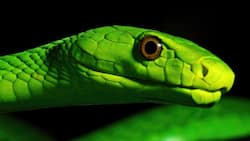 Durban woman finds green mamba in kitchen sink, reptile curator speaks: “Don’t approach or kill them”
