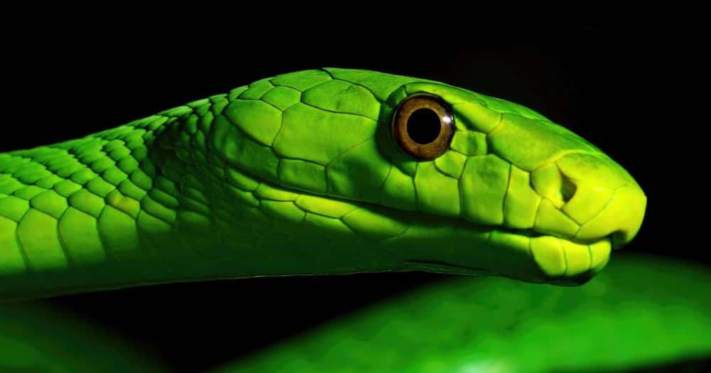 Woman finds green mamba in kitchen sink