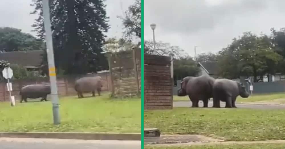 Hippo, Richardsbay, Mzansi, South Africa, TikTok video