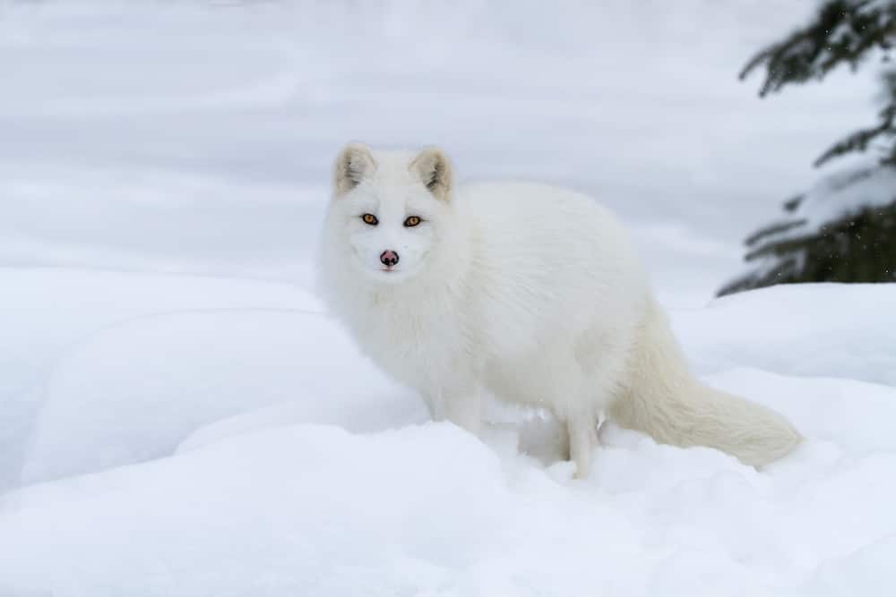A white Arctic fox during winter
