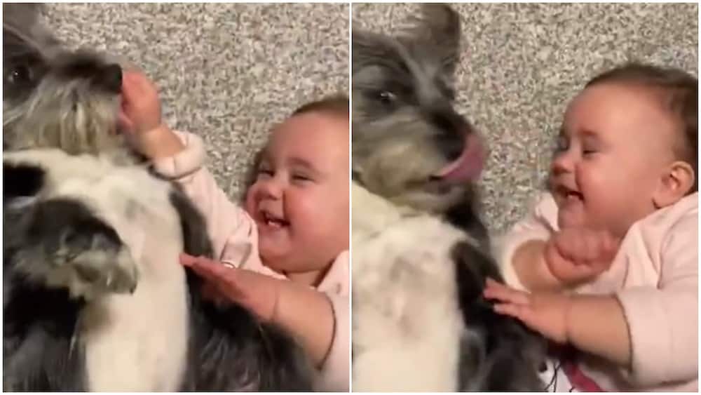 Dog tickles little baby, makes him laugh hard like a close pal, video goes viral
