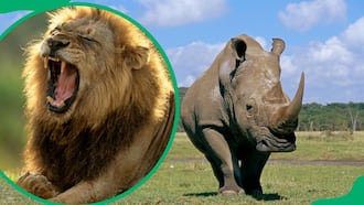 The Big 5 animals: What they are and where to find them