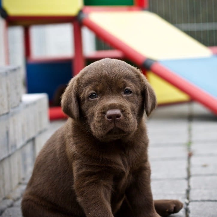 cutest mid sized dogs