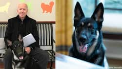 Joe Biden's dog to get extra training after 2 biting incidents