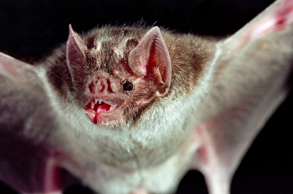 Close-up of vampire bat in flight with spread wings