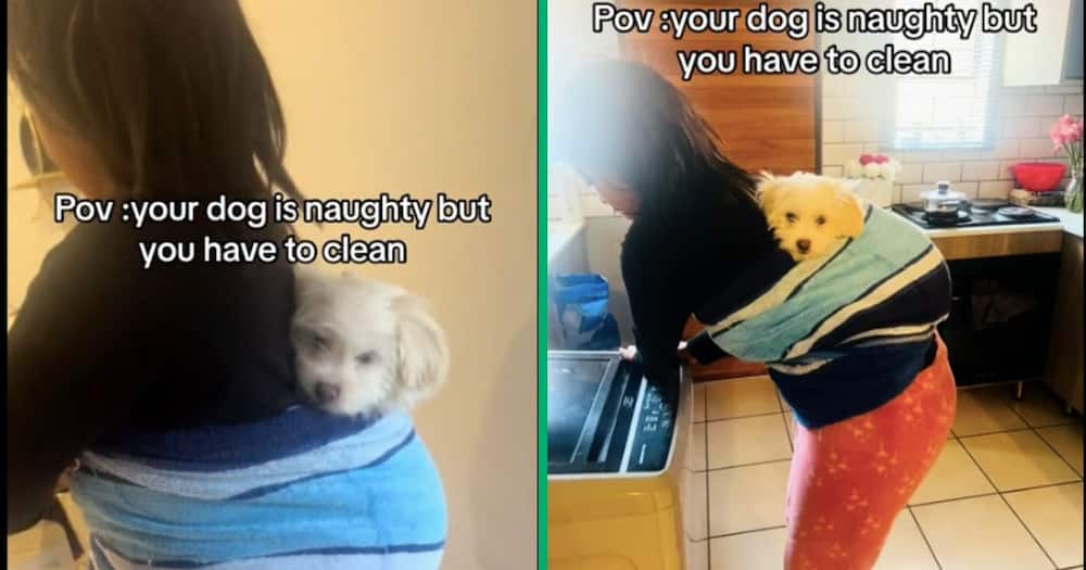 A woman put her Yorkie on her back so that she had to clean