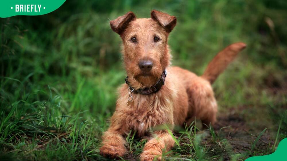 A young Irish Terrier lying on the grass