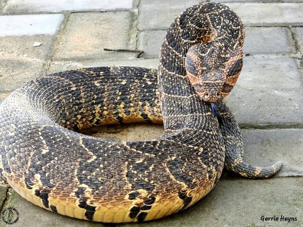 Poff Adders are one of the most venomous snakes in the Western Cape