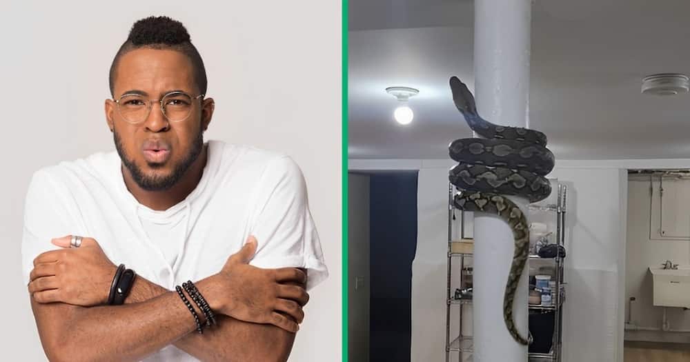 A carpet python wrapped his body on a pillar and the video stunned TikTok users