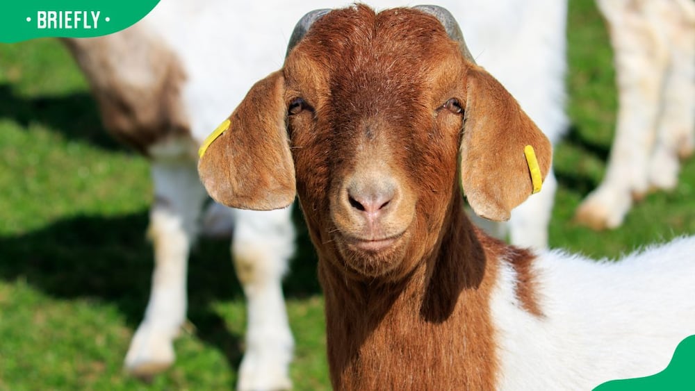 Boer goat price