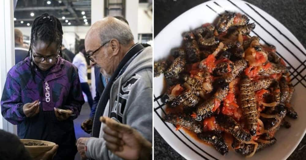 Food, Business, Women in Excellence, Local Engineer, Entrepreneur, Creative Way, World to Try Mopane Worms