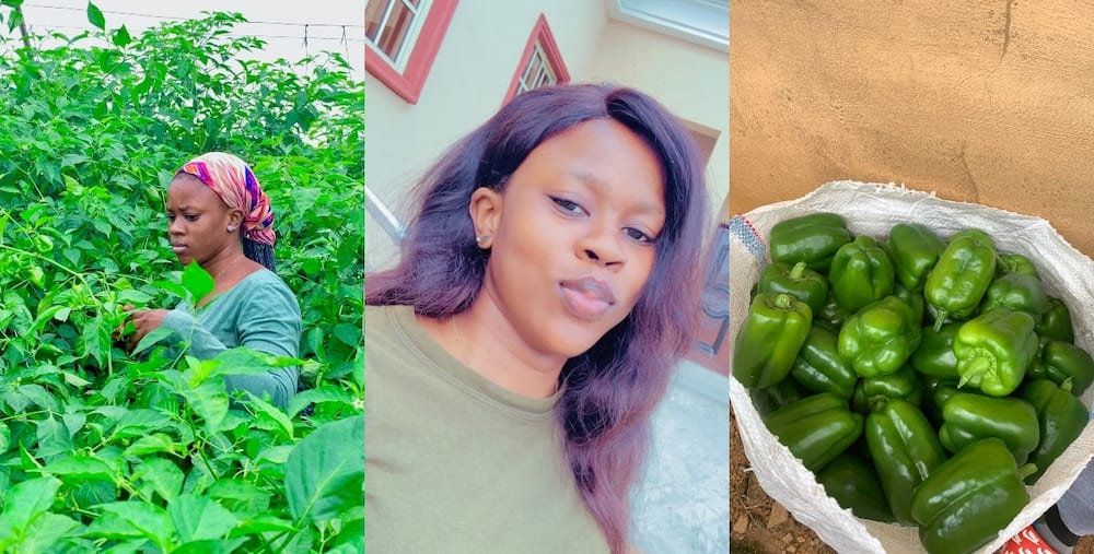 Farmer, female, farming industry