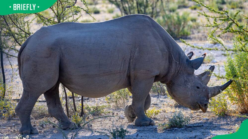 An Indian rhinoceros in the field