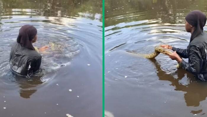 Woman calmly plays with python swimming in river, TikTok video of bond with viper leaves SA horrified