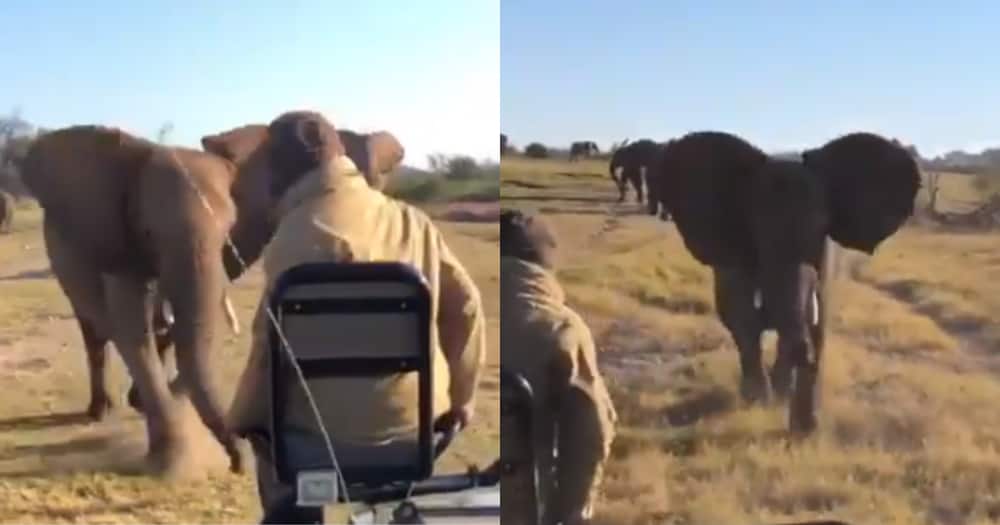 Helang: Mzansi Reacts as Man Gets Chased by a Full Grown Elephant