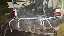 3.3 metre crocodile caught at Durban Police station, SA compares it to Bheki Cele
