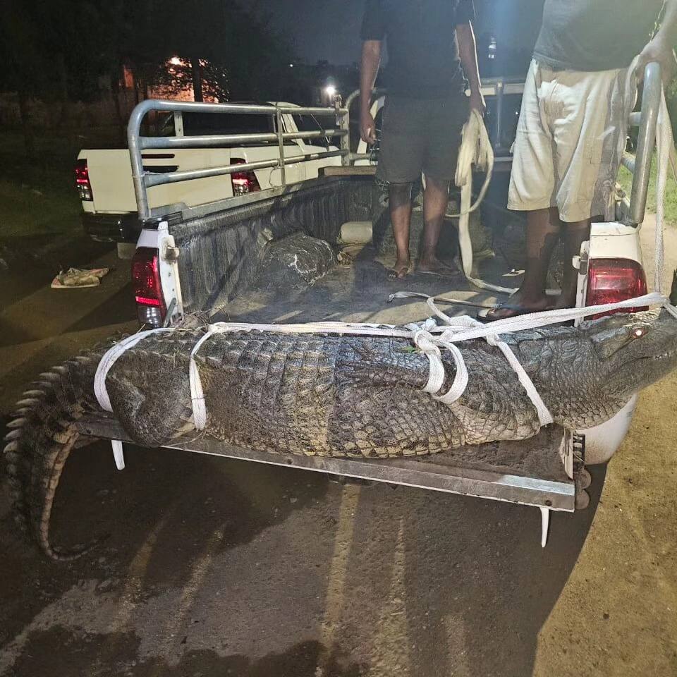 A crocodile was found at a police station in Durban and was compared to Police minister Bheki Cele
