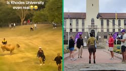TikTok video captures hilarious moment Rhodes University students get chased by a cow